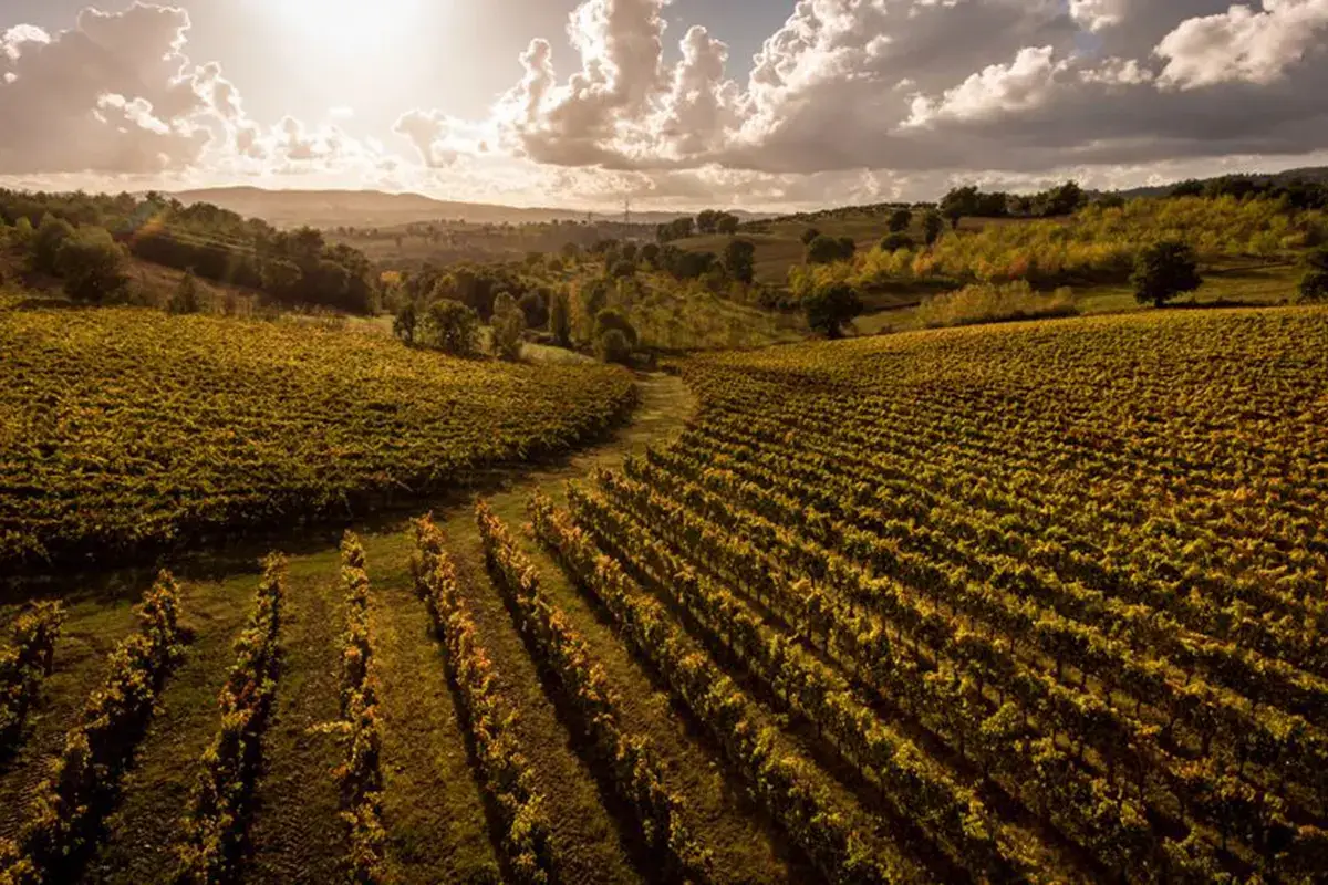 Un territorio unico Anteprima Montefalco Sagrantino, vendemmia 2018 da quattro stelle