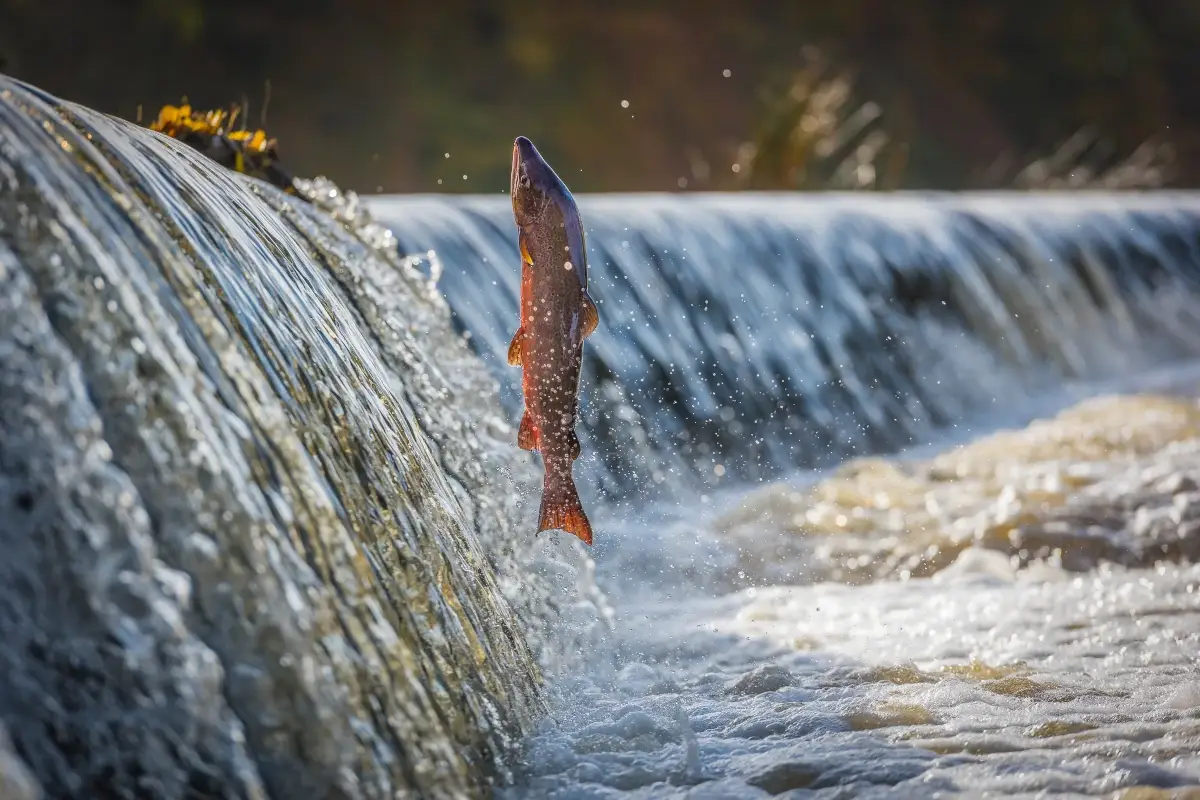 Filetti di salmone selvaggio da pesca sostenibile: perch&eacute; sceglierlo