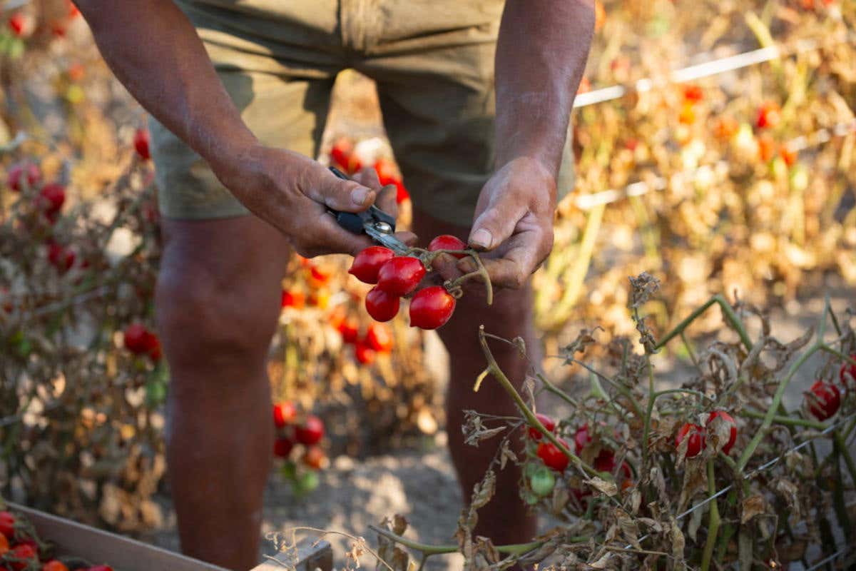 Tra i pregiati ingredienti dei sughi di Salsamenterie GiòeGiuà anche il pomodoro San Marzano DOP Salsamenteria GiòeGiuà: sette nuovi sughi dai sapori tramandati e ritrovati