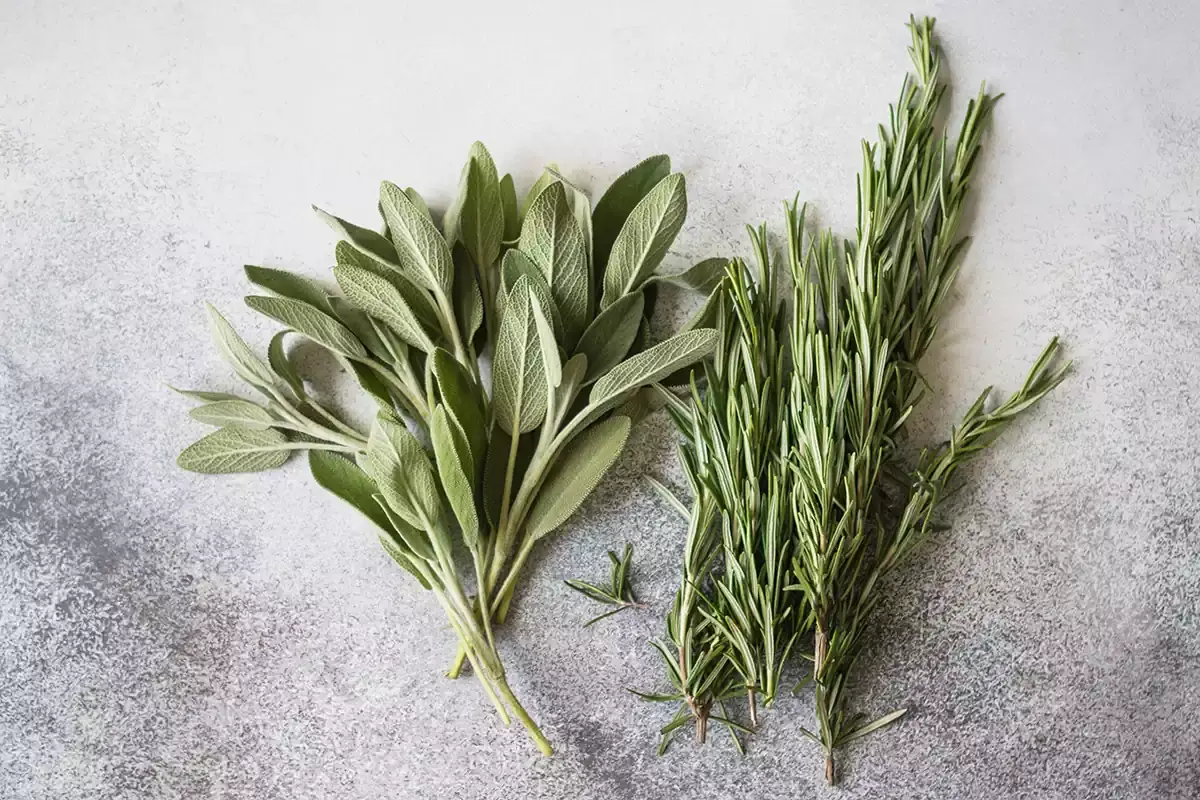 Salvia e rosmarino sono fonte di antiossidanti Erbe aromatiche, tanti vantaggi oltre la cucina
