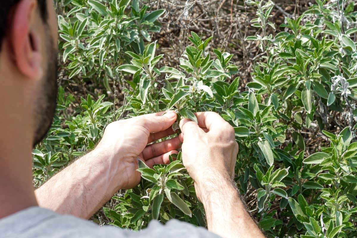 Tutto sulla salvia, la pianta che fa bene al cervello e alla memoria Tutto sulla salvia, la pianta che fa bene al cervello e alla memoria