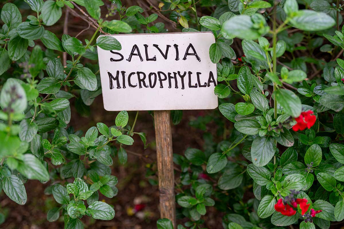 All'Osteria di Passignano la creatività della cucina nasce dall'orto