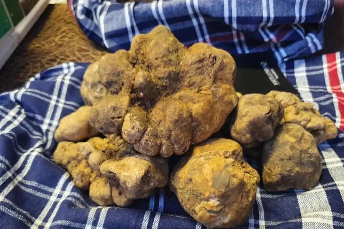 Sant'Angelo in Vado inaugura la 59esima edizione della Mostra del Tartufo bianco