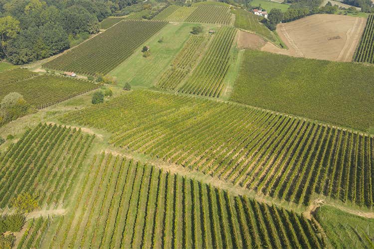 I 60 ettari di vigneto della famiglia Toninelli