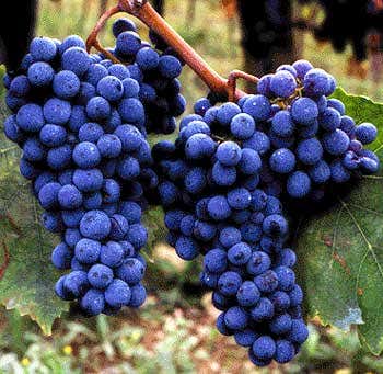 Grappoli di Sangiovese