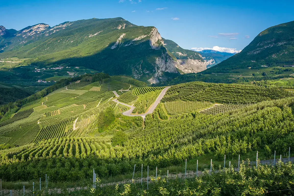 Santa Margherita: per il futuro vini meno strutturati e investimenti negli Usa