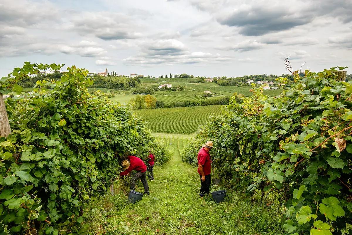 Vendemmia Santa Margherita da 60 anni pioniera della spumantizzazione a Valdobbiadene