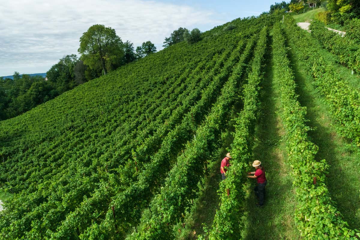 Un vigneto di Santa Margherita Condizioni climatiche, raccolta e qualità delle uve: come sarà la vendemmia 2022?