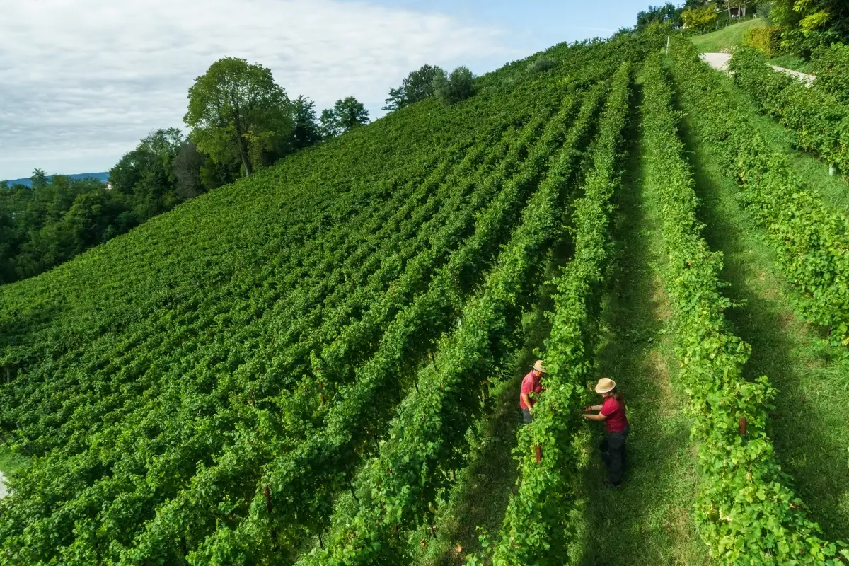 Un vigneto di Santa Margherita Condizioni climatiche, raccolta e qualit&agrave; delle uve: come sar&agrave; la vendemmia 2022?