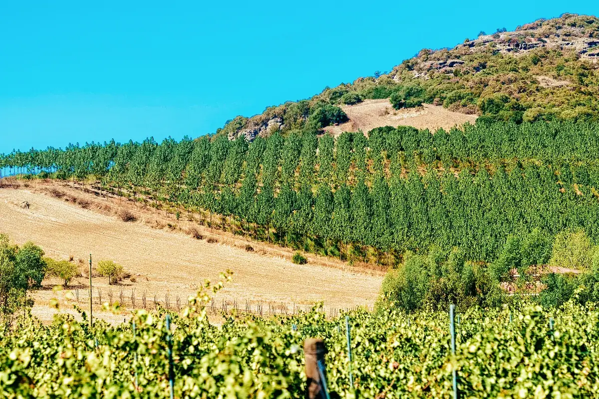vigneti in Sardegna in zona Iglesias In Sardegna non solo mare... Sempre pi&ugrave; attivo l'enoturismo