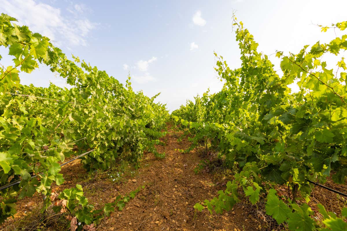 Tesori enologici in Sardegna: viaggio sensoriale tra cantine e vitigni