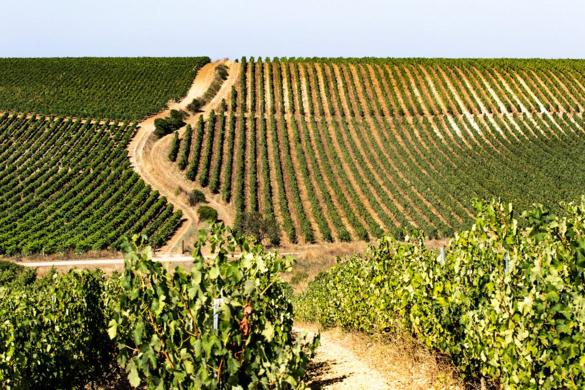 Cent'anni di Oiv con l'Italia protagonista della viticoltura mondiale