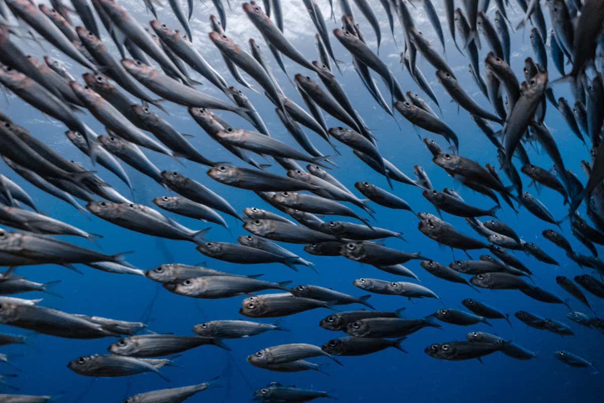 Pesca sostenibile, anche i cuochi di Relais & Châteaux in prima linea