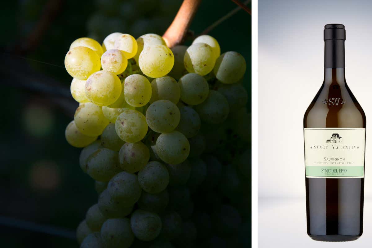 Cantina San Michele Appiano: cinque vitigni per un'eccellenza altoatesina