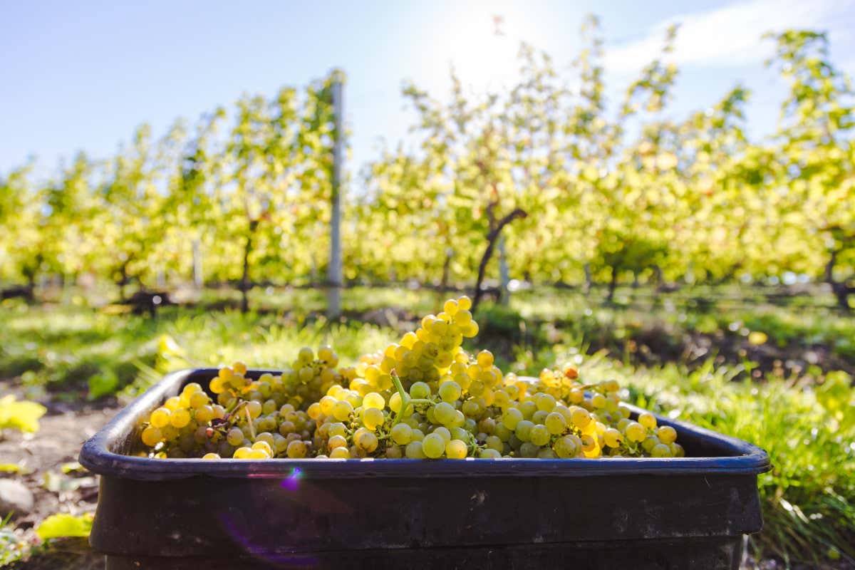 Sauvignon Blanc neozelandese: ragioni (e futuro) di un mito