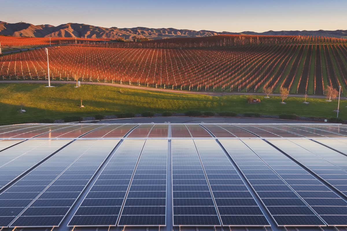 Sauvignon Blanc neozelandese: ragioni (e futuro) di un mito