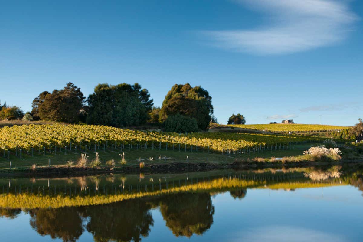 Sauvignon Blanc neozelandese: ragioni (e futuro) di un mito