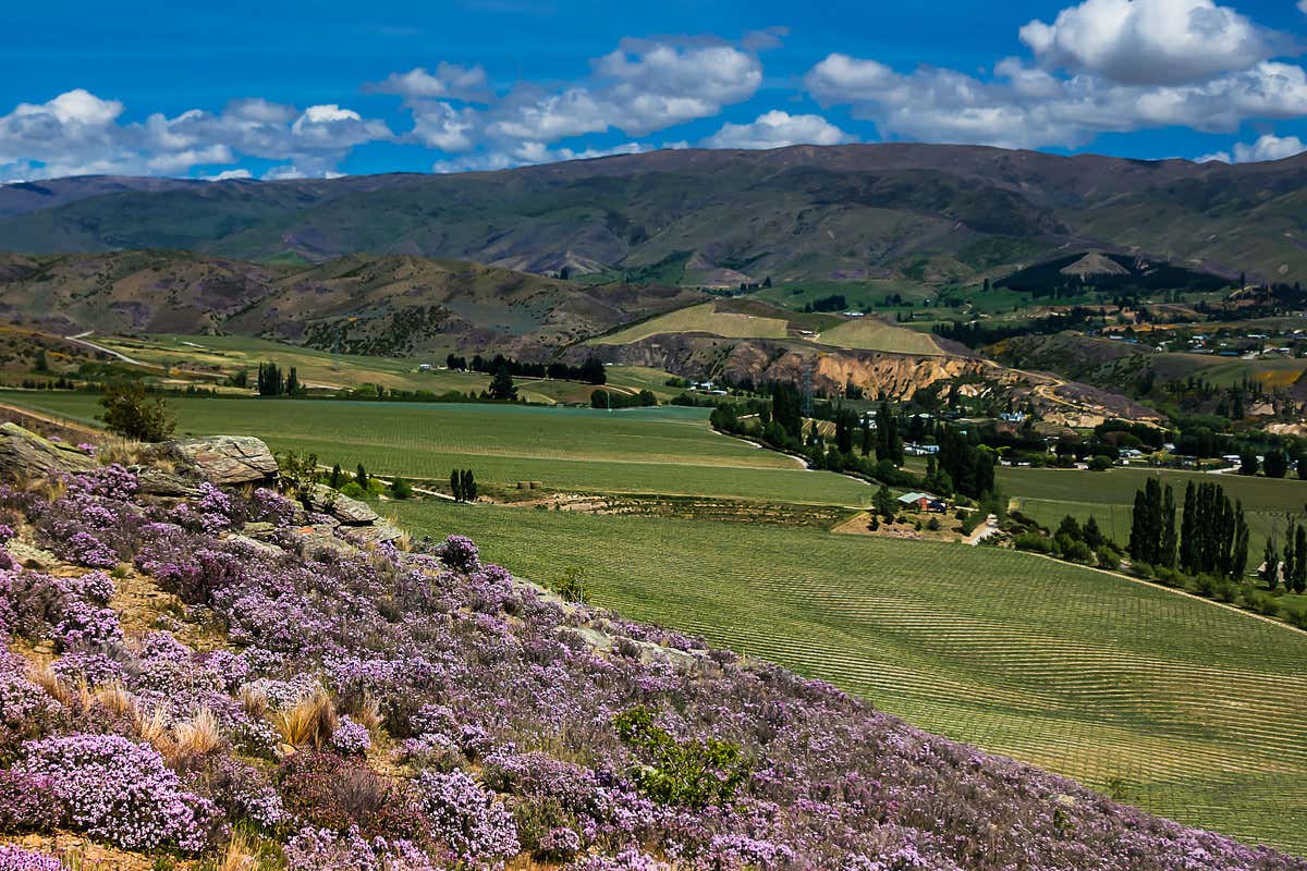 Sauvignon Blanc neozelandese: ragioni (e futuro) di un mito