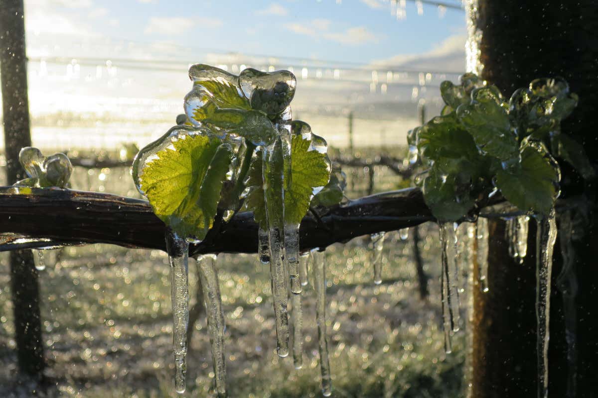 Sauvignon Blanc neozelandese: ragioni (e futuro) di un mito
