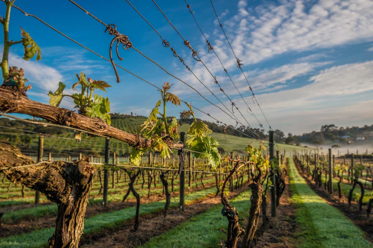 Sauvignon Blanc neozelandese: ragioni (e futuro) di un mito