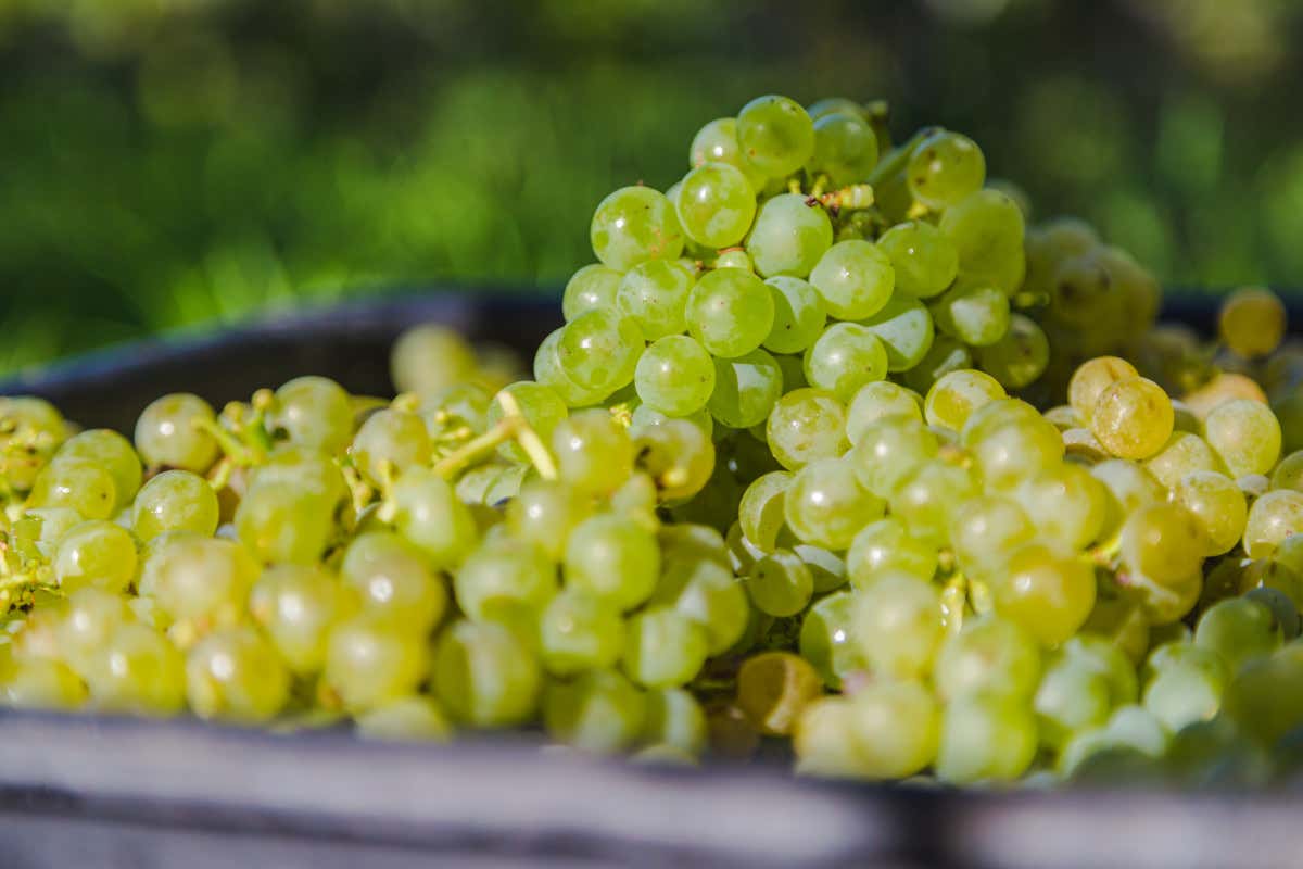 Sauvignon Blanc neozelandese: ragioni (e futuro) di un mito