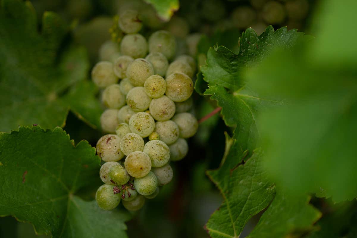 Sauvignon Blanc neozelandese: ragioni (e futuro) di un mito