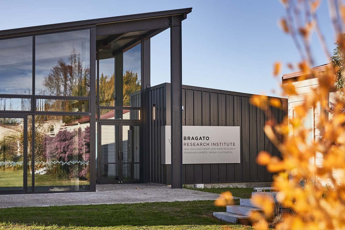 Sauvignon Blanc neozelandese: ragioni (e futuro) di un mito