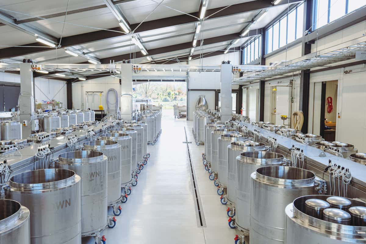 Sauvignon Blanc neozelandese: ragioni (e futuro) di un mito