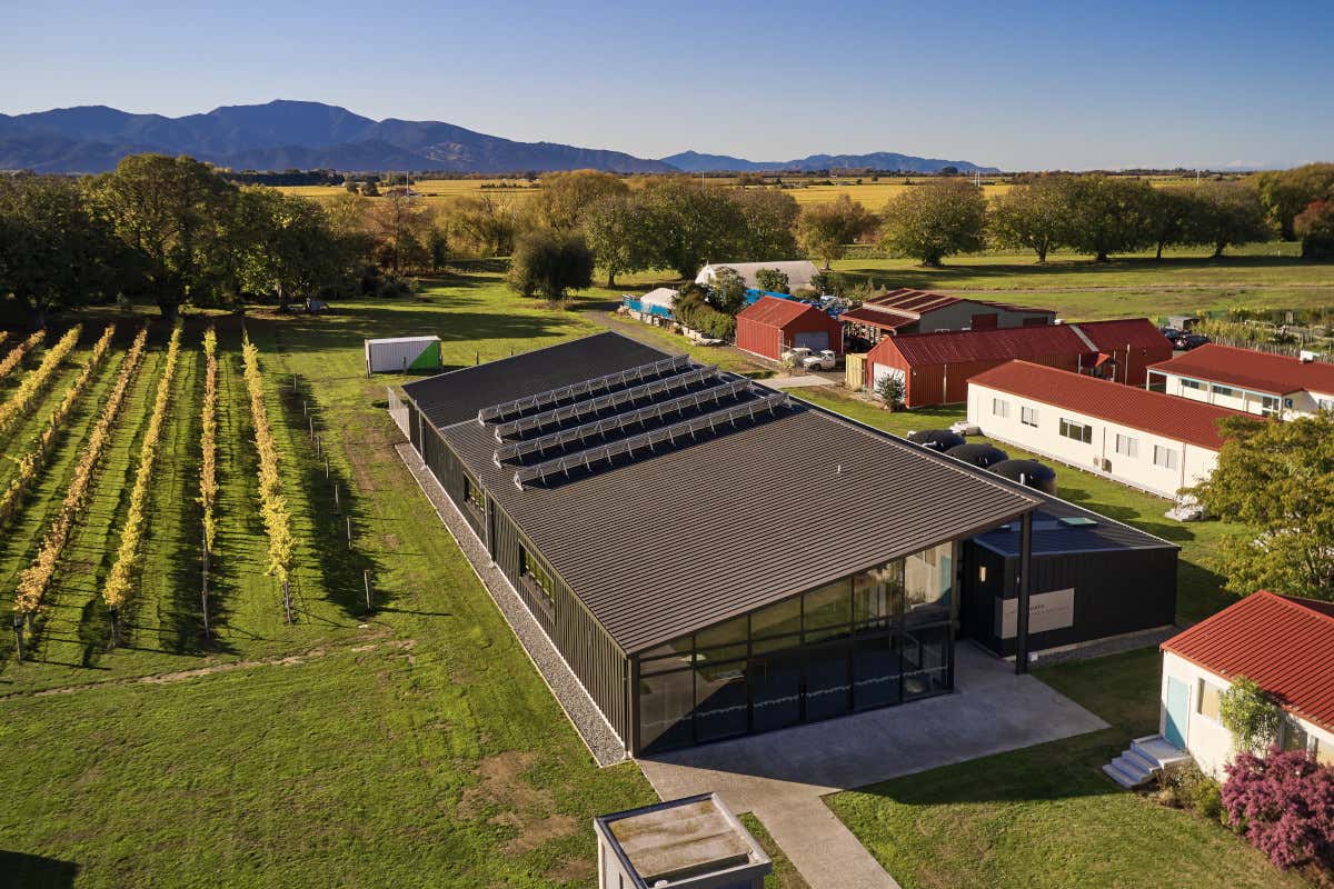 Sauvignon Blanc neozelandese: ragioni (e futuro) di un mito