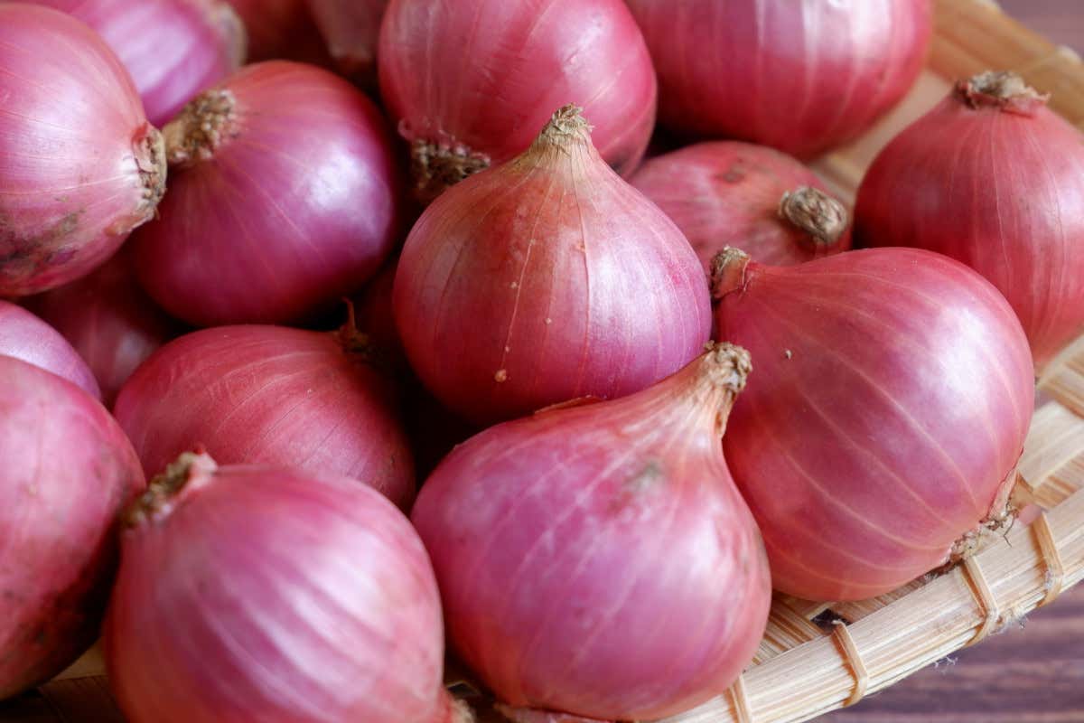 Scalogno, il bulbo gentile che sostiene la salute e arricchisce la cucina Scalogno, il bulbo gentile che sostiene la salute e arricchisce la cucina