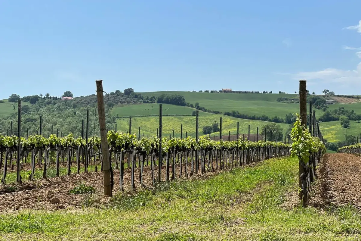 I vigneti di Scansano&nbsp; Morellino di Scansano, oltre al vino c'&egrave; un territorio da scoprire