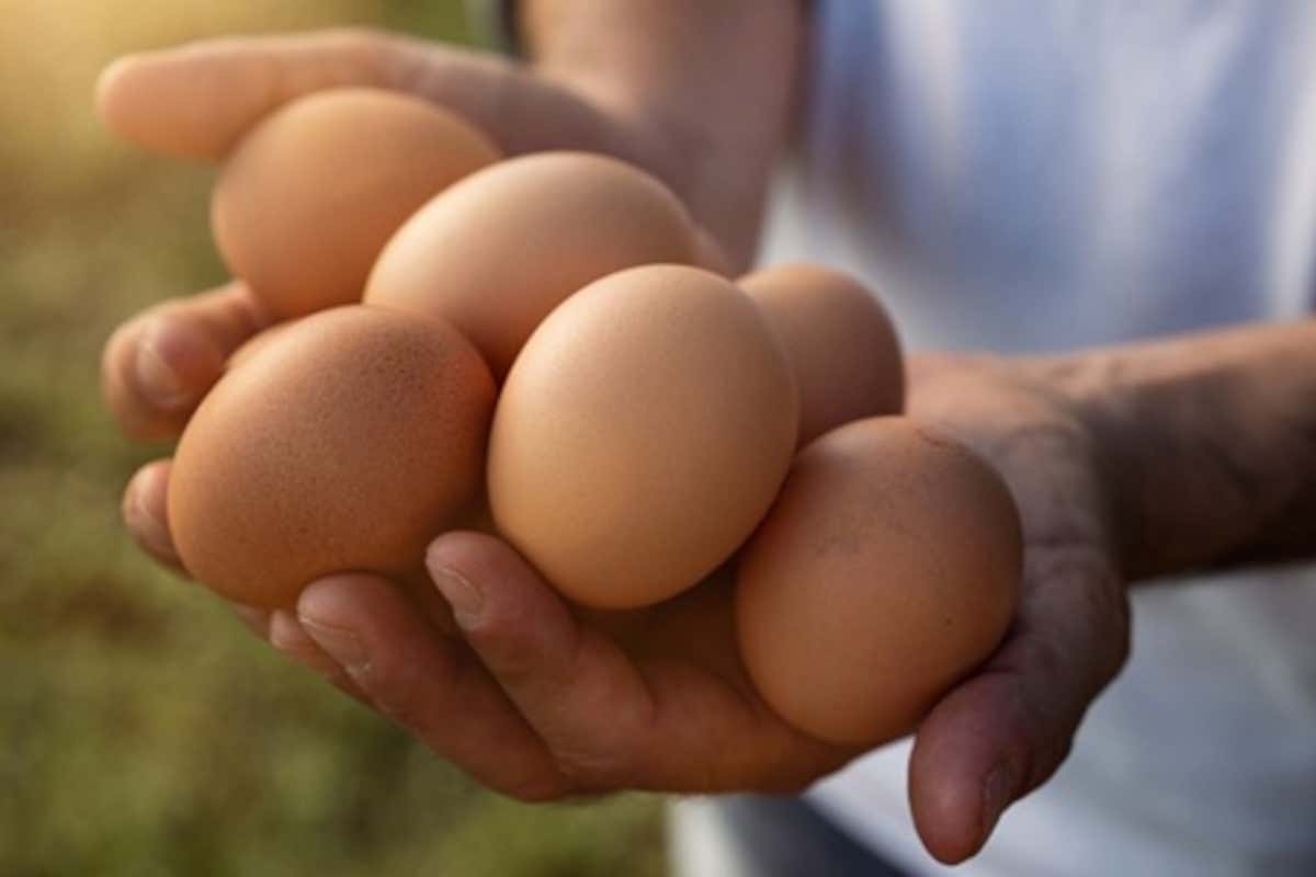 Uova da galline cage-free e qualità senza glutine: così la filiera diventa etica