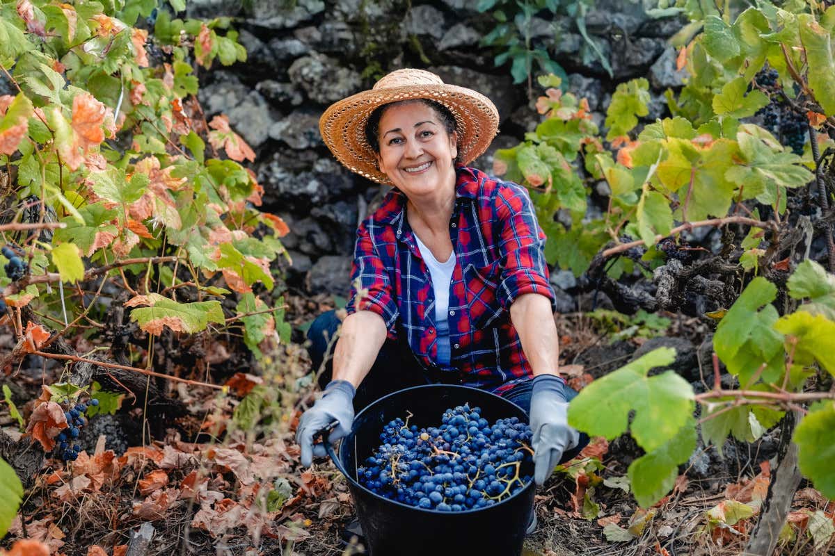Pianificare e giusto prezzo danno valore e tempo al vino
