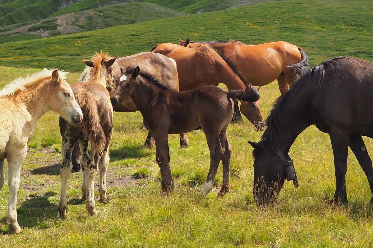 L’Anact tutela la genealogia equina e valorizza l’allevamento come patrimonio culturale