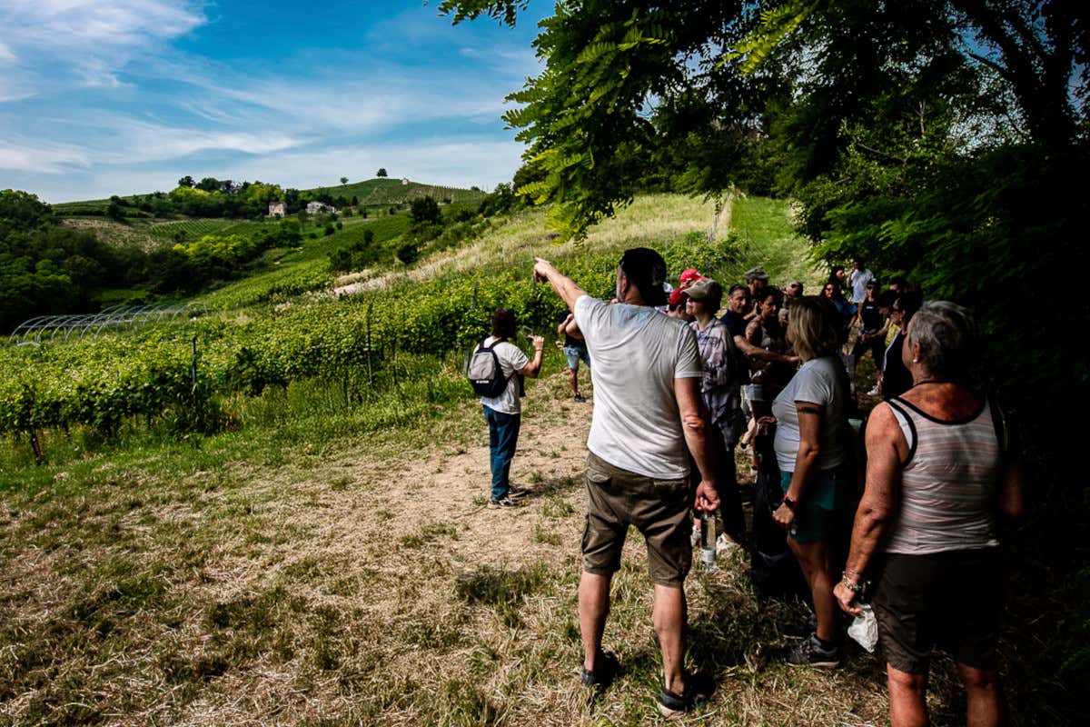 Scollinando in vendemmia: nel Pavese una giornata tra vigneti, calici e prodotti locali Scollinando in vendemmia: nel Pavese una giornata tra vigneti, calici e prodotti locali
