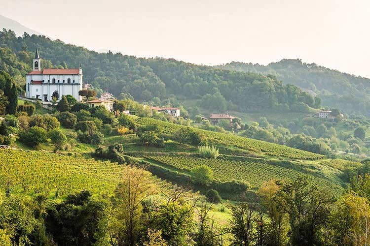 Vigneti a Roncallo Gaggio (Scoprire la val Pontidatra vino e golosità) Vigneti a Roncallo Gaggio (Scoprire la val Pontidatra vino e golosità)