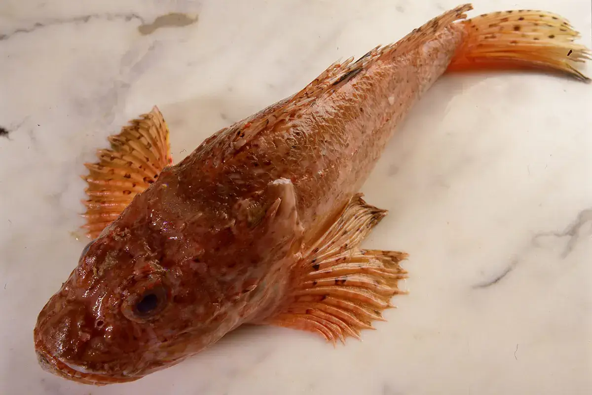 Lo scorfano Alla scoperta dello scorfano, ottimo per le zuppe ma non solo