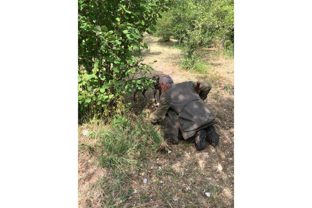 Il tartufo lo si pu&ograve; trovare anche nei parchi in citt&agrave;, ma non vi fidate dei furbetti