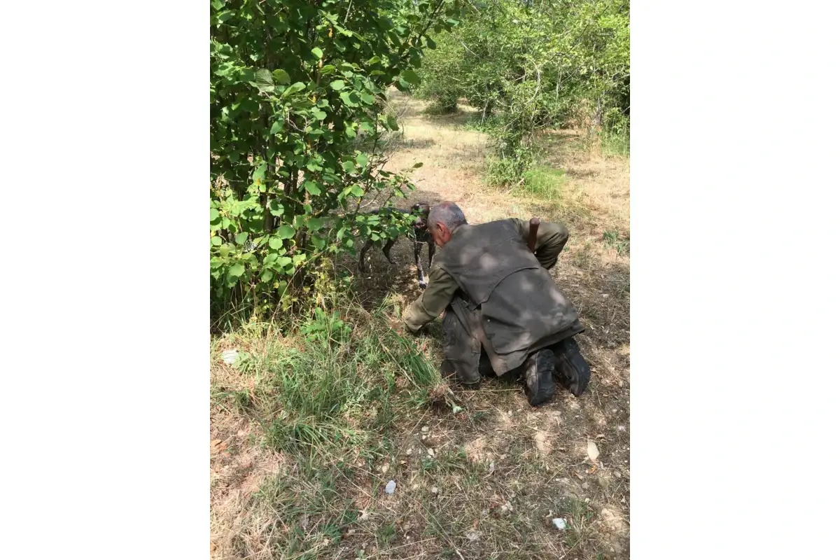 Il tartufo lo si pu&ograve; trovare anche nei parchi in citt&agrave;, ma non vi fidate dei furbetti