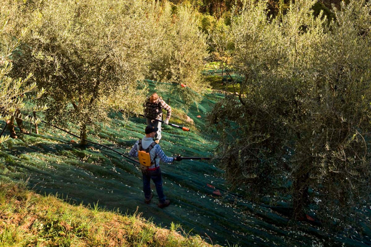 Scraleca, dove la Valle Camonica diventa terra di vini (e oli) estremi Scraleca, dove la Valle Camonica diventa terra di vini (e oli) estremi