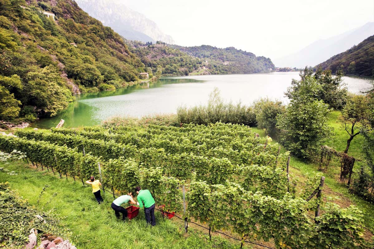 Scraleca, dove la Valle Camonica diventa terra di vini (e oli) estremi Scraleca, dove la Valle Camonica diventa terra di vini (e oli) estremi