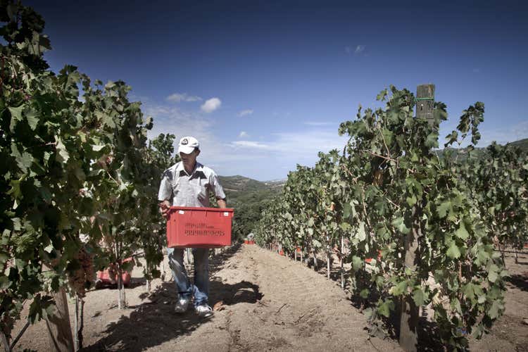 Si preannuncia un'annata buona ma meno abbondante (Sidd&ugrave;ra, vendemmia di qualit&agrave; grazie agli studi sul clima)