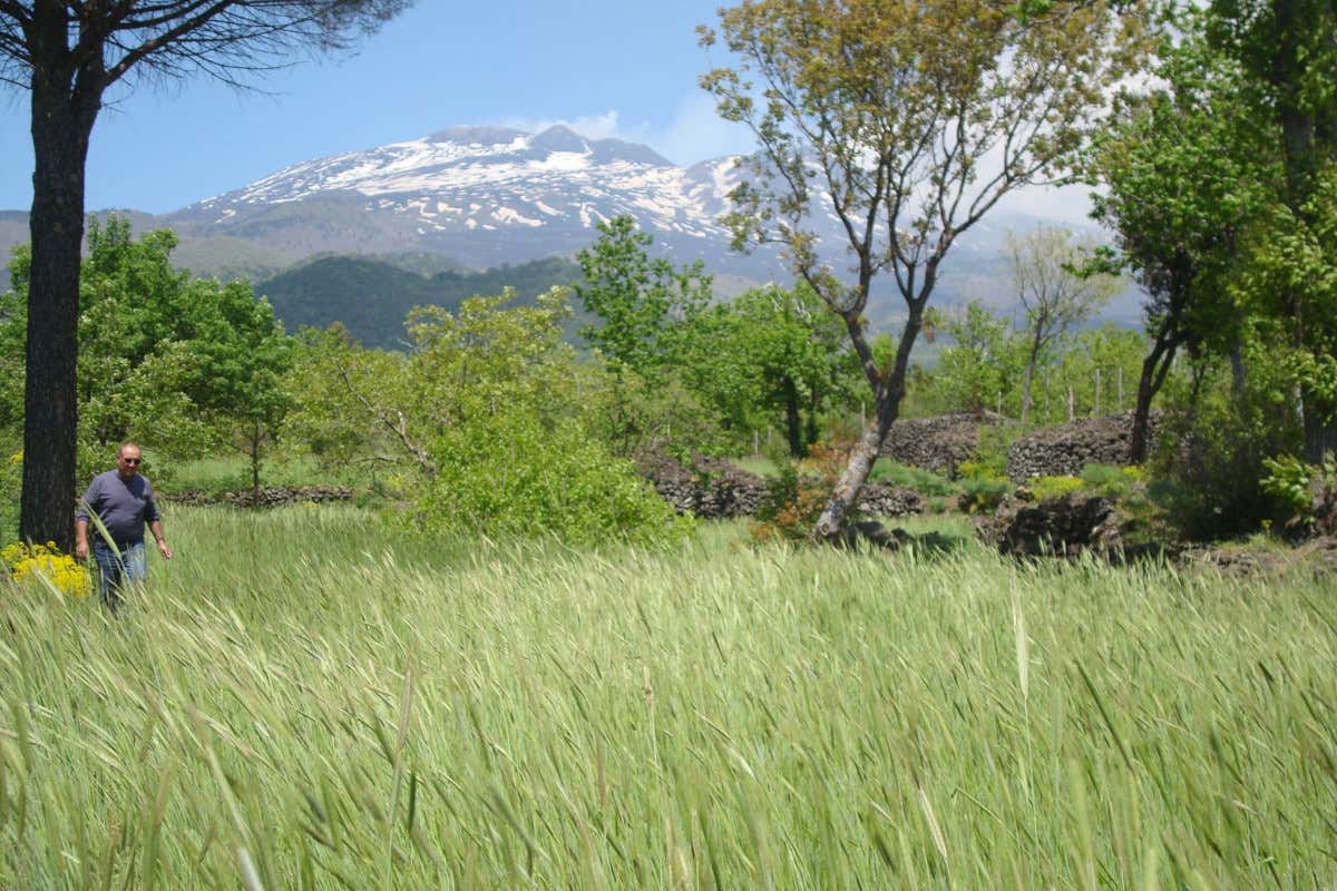 Grano “Irmanu”: la Sicilia riscopre il suo antico pane nero grazie a Serafica