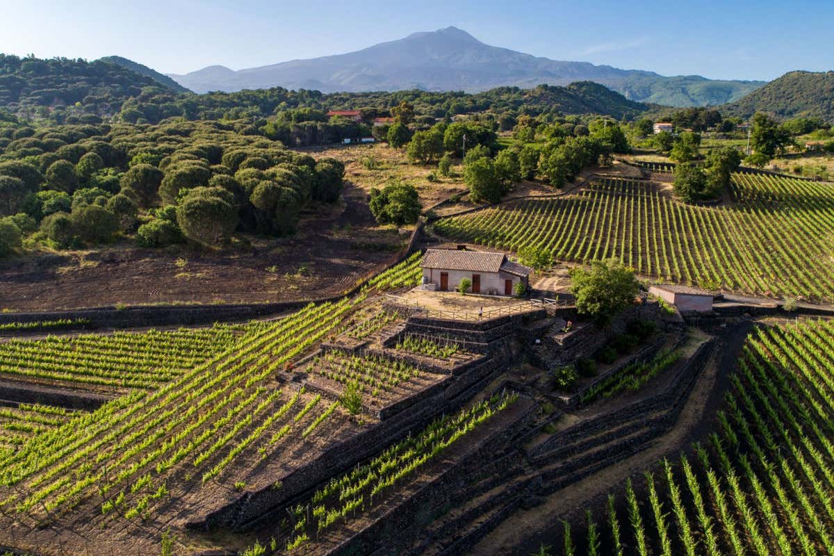 Grano “Irmanu”: la Sicilia riscopre il suo antico pane nero grazie a Serafica