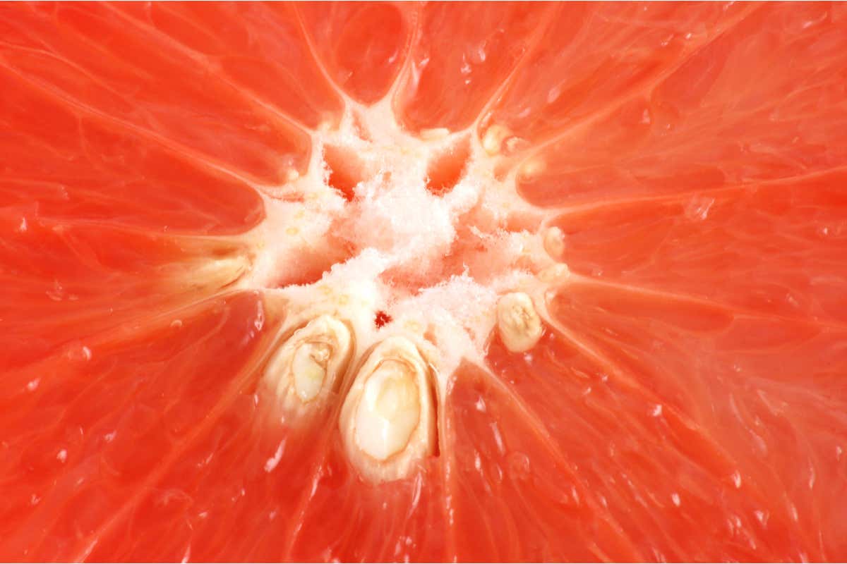 Semi di pompelmo Semi di polpelmo: il loro estratto ha scopi medicinali Semi di pompelmo Semi di polpelmo: il loro estratto ha scopi medicinali