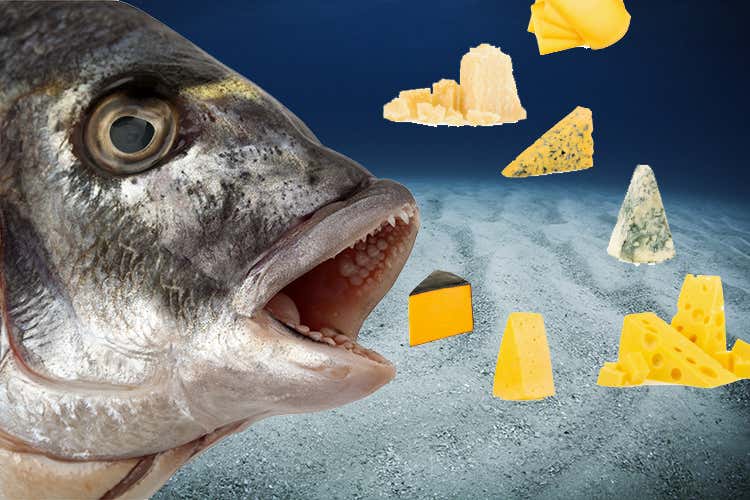 Formaggio e pesce, un abbinamento che può funzionare (Le semifinali di Formaggi d'aMARE giovedì e venerdì a Bergamo Fiera) Formaggio e pesce, un abbinamento che può funzionare (Le semifinali di Formaggi d'aMARE giovedì e venerdì a Bergamo Fiera)