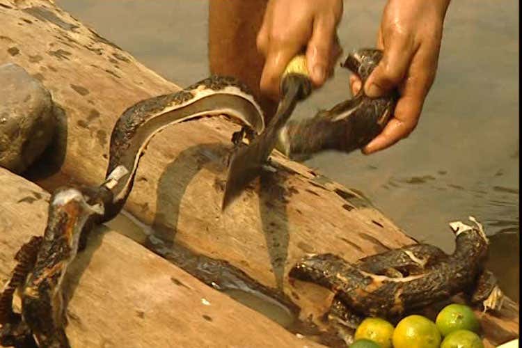 preparazione del serpente - Le scuse di Luca Zaia sui topi vivi   Scopri i cibi cinesi proibiti