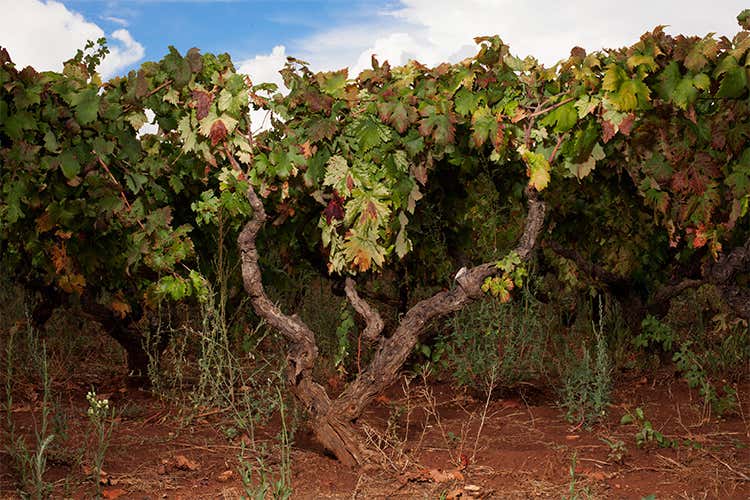 “Sessantanni”, l’eleganza del Primitivo in un packaging speciale natalizio “Sessantanni”, l’eleganza del Primitivo in un packaging speciale natalizio