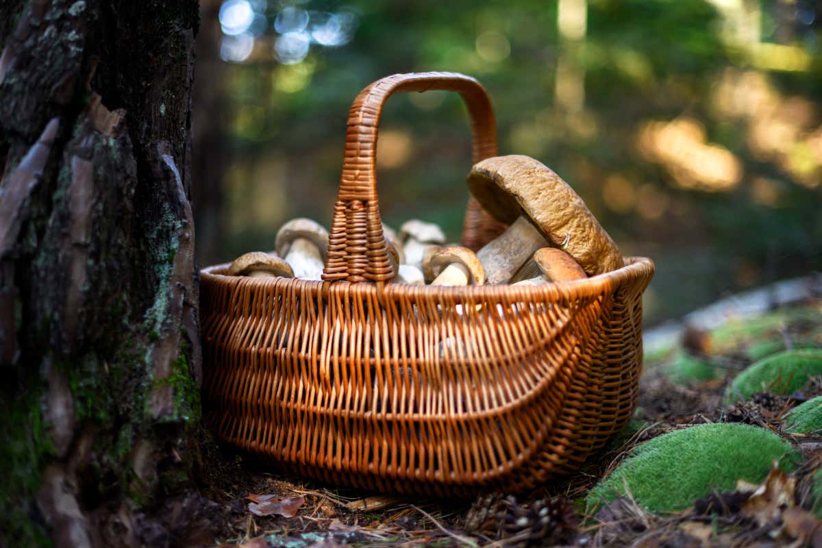 Festa o sagra? La differenza che cambia il significato del cibo tradizionale Festa o sagra? La differenza che cambia il significato del cibo tradizionale