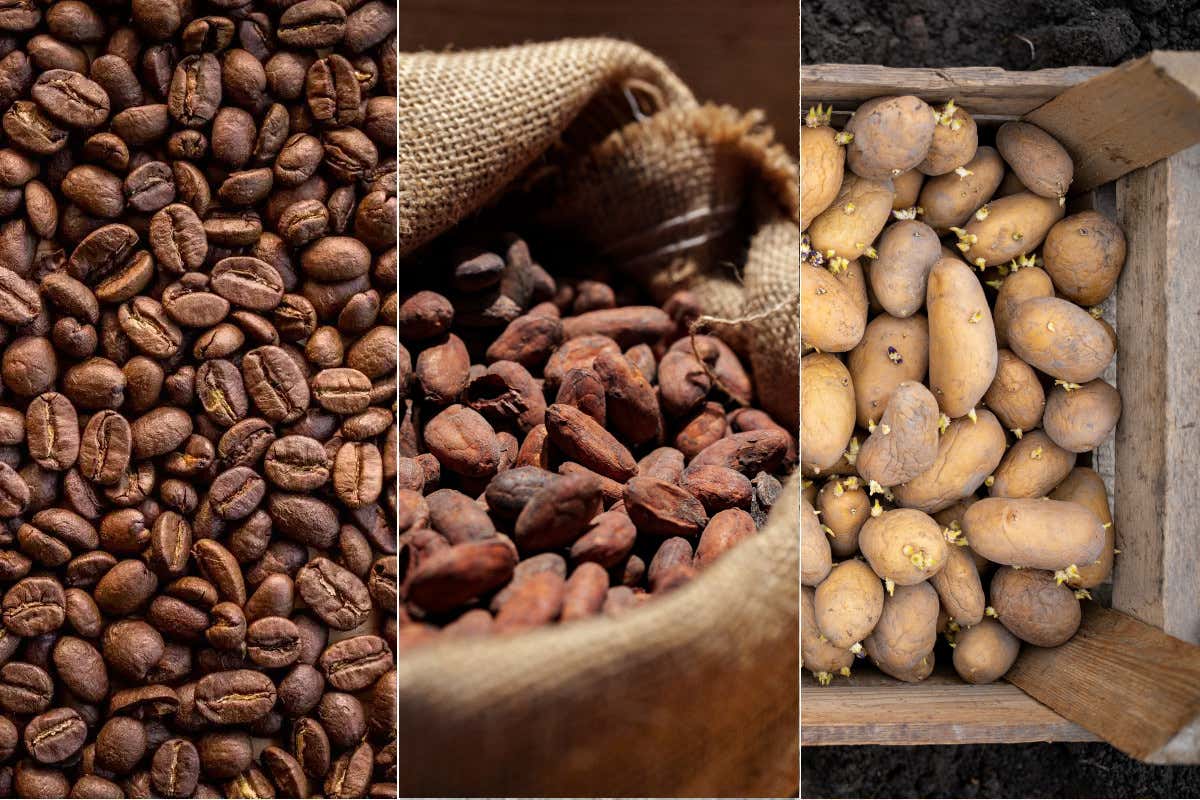 Prezzi agricoli in movimento: patate in crisi, caffè e cacao in ripresa Mercato agroalimentare: caffè e cacao tornano a salire patate in crisi